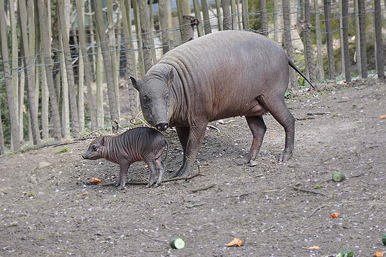 Hirscheber-Mutter YALA mit dem männlichen Hirscheber-Jungtier KEDUA am 3. April 2021 auf der oberen Außenanlage im Grünen Zoo Wuppertal