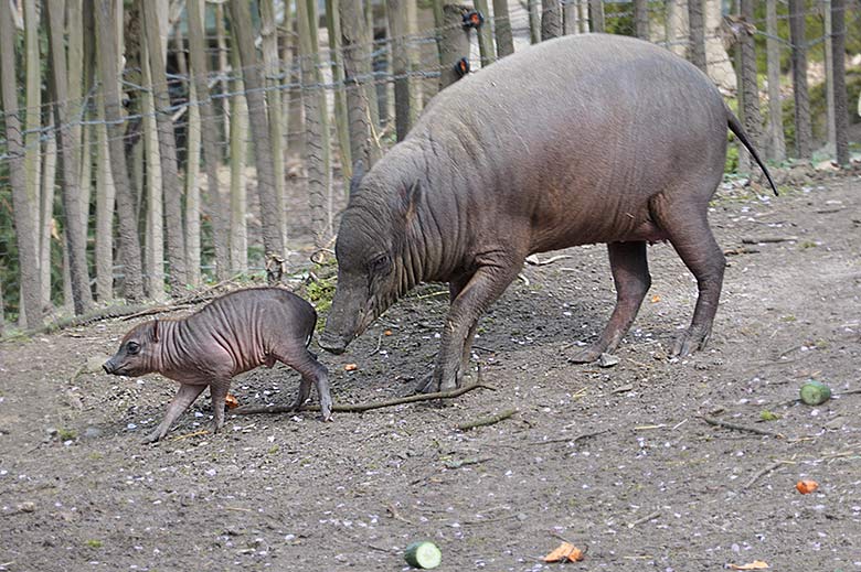Hirscheber-Mutter YALA mit dem männlichen Hirscheber-Jungtier KEDUA am 3. April 2021 auf der oberen Außenanlage im Zoologischen Garten Wuppertal
