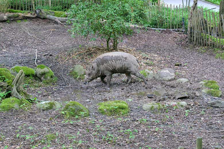 Männlicher Hirscheber MASAMBA (Manni) am 24. Mai 2021 auf der Außenanlage im Grünen Zoo Wuppertal