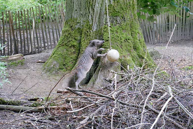 Hirscheber-Jungtier KEDUA mit Ball am 12. Juli 2021 auf der oberen Außenanlage im Zoologischen Garten Wuppertal