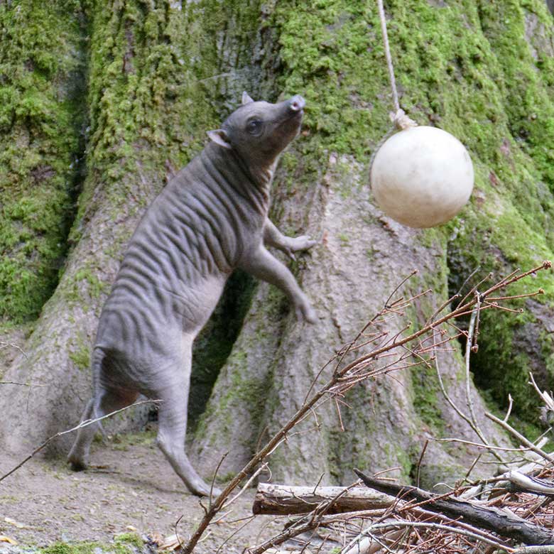 Hirscheber-Jungtier KEDUA mit Ball am 12. Juli 2021 auf der oberen Außenanlage im Wuppertaler Zoo