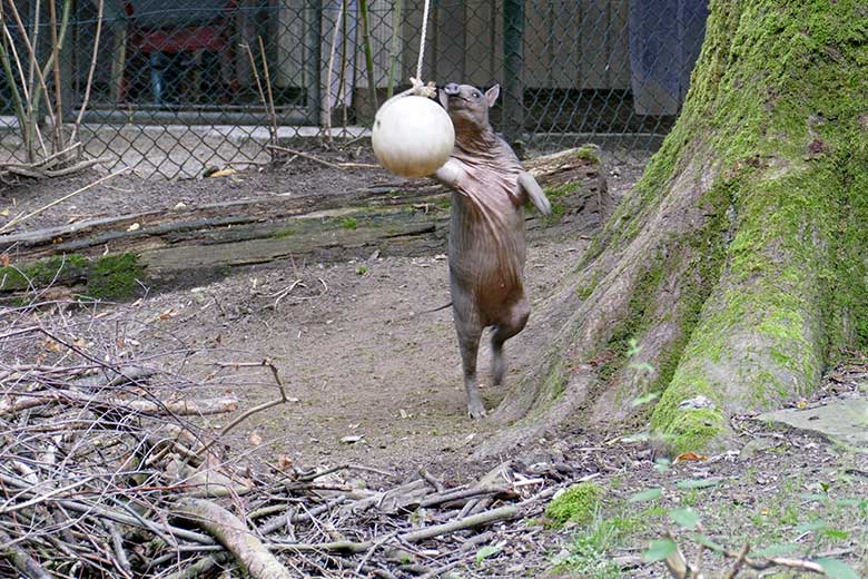 Hirscheber-Jungtier KEDUA mit Ball am 12. Juli 2021 auf der oberen Außenanlage im Wuppertaler Zoo