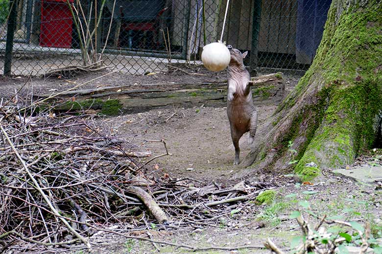 Hirscheber-Jungtier KEDUA mit Ball am 12. Juli 2021 auf der oberen Außenanlage im Grünen Zoo Wuppertal