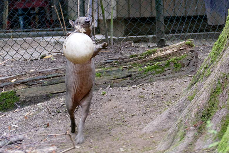 Hirscheber-Jungtier KEDUA mit Ball am 12. Juli 2021 auf der oberen Außenanlage im Zoologischen Garten der Stadt Wuppertal