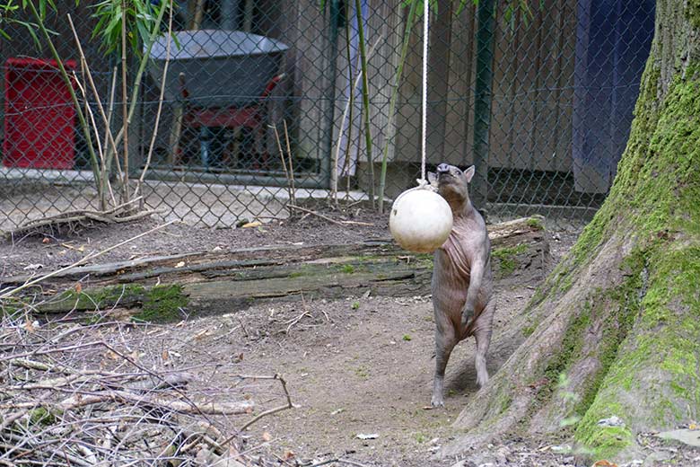 Hirscheber-Jungtier KEDUA mit Ball am 12. Juli 2021 auf der oberen Außenanlage im Grünen Zoo Wuppertal