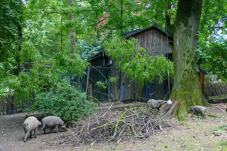 Hirscheber-Rotte mit MANNI, YALA, FRANZI und KEDUA am 12. August 2021 auf der oberen Außenanlage im Grünen Zoo Wuppertal