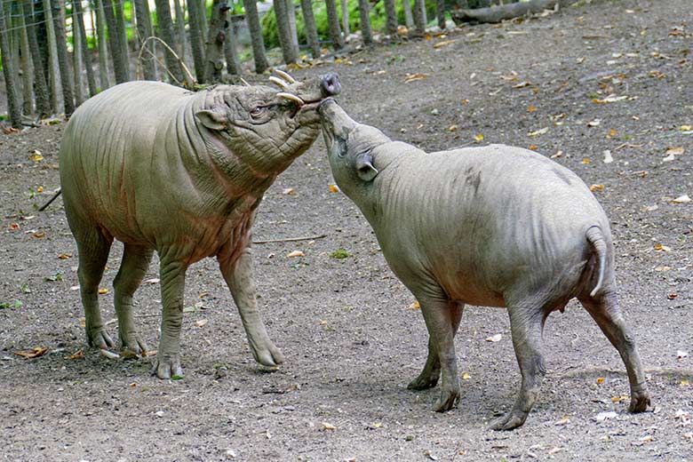 Hirscheber MANNI und YALA am 12. August 2021 auf der oberen Außenanlage im Wuppertaler Zoo