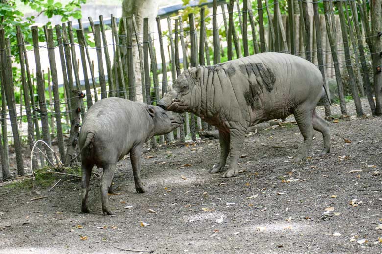 Hirscheber YALA und MANNI am 12. August 2021 auf der oberen Außenanlage im Grünen Zoo Wuppertal