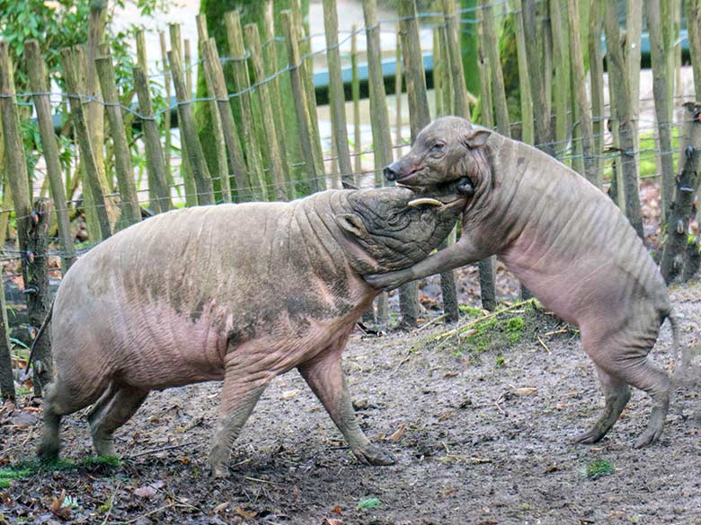 Männlicher Hirscheber MANNI und männliches Hirscheber-Jungtier KEDUA am 31. Dezember 2021 auf der Außenanlage im Zoologischen Garten Wuppertal