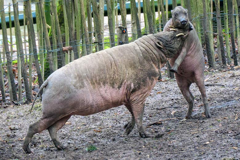 Männlicher Hirscheber MANNI und männliches Hirscheber-Jungtier KEDUA am 31. Dezember 2021 auf der Außenanlage im Wuppertaler Zoo