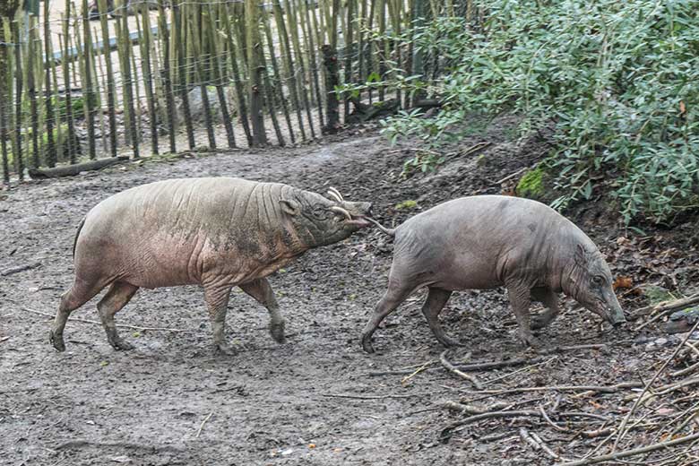 Männlicher Hirscheber MASAMBA (MANNI) mit dem weiblichen Hirscheber FRANZI am 23. Januar 2022 auf der oberen Außenanlage im Wuppertaler Zoo
