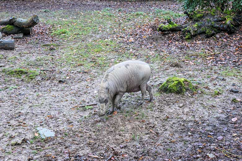 Tragender weiblicher Hirscheber YALA am 2. Februar 2022 auf der oberen Außenanlage im Wuppertaler Zoo
