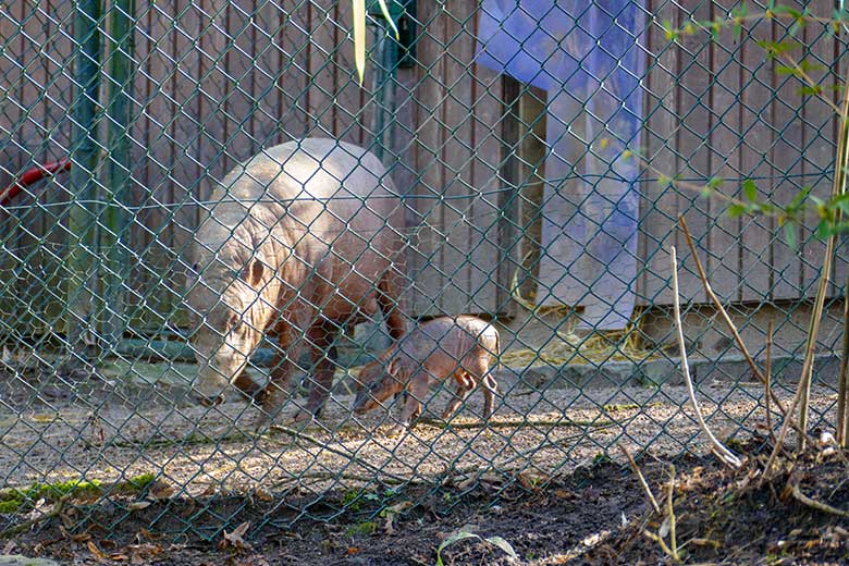 Weiblicher Hirscheber YALA mit dem weiblichen Hirscheber-Jungtier DUA HATI am 23. Februar 2022 im Vorgehege vor dem Stall-Gebäude im Grünen Zoo Wuppertal
