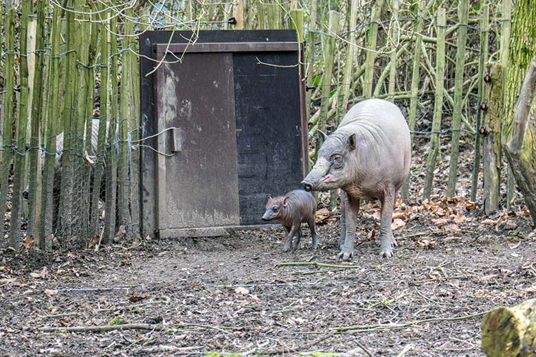 Weibliches Hirscheber-Jungtier DUA HATI mit seiner Hirscheber-Mutter YALA am 1. März 2022 auf der oberen Außenanlage im Grünen Zoo Wuppertal