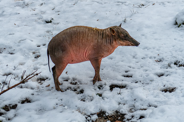 Das am 4. Februar 2022 geborene weibliche Hirscheber-Jungtier DUA HATI am 21. Januar 2023 auf der oberen Außenanlage im Wuppertaler Zoo