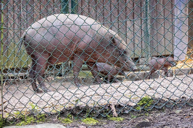 Weiblicher Hirscheber YALA und die beiden Hirscheber-Ferkel am 8. April 2023 im Vorgehege des Stallgebäudes im Wuppertaler Zoo