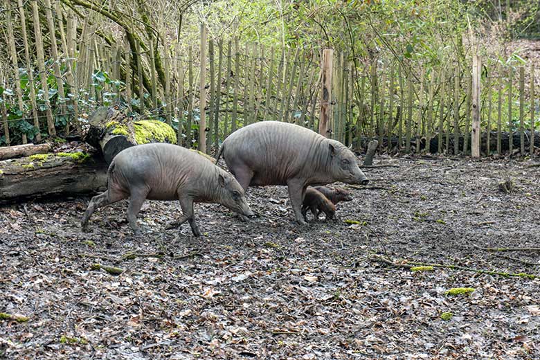 Weibliches Hirscheber-Jungtier DUA-HATI und Weiblicher Hirscheber YALA mit den Hirscheber-Ferkel-Zwillingen am 13. April 2023 auf der oberen Außenanlage im Zoo Wuppertal