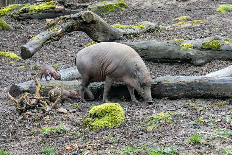Weiblicher Hirscheber YALA und die beiden Hirscheber-Ferkel am 13. April 2023 auf der oberen Außenanlage im Grünen Zoo Wuppertal
