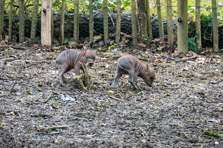 Die am 27. März 2023 geborenen Hirscheber-Ferkel-Zwillinge am 13. April 2023 auf der oberen Außenanlage im Grünen Zoo Wuppertal