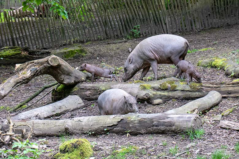 Hirscheber-Sau YALA mit den Ferkel-Zwillingen und dem Hirscheber-Jungtier DUA HATI (vorn) am 7. Mai 2023 auf der oberen Außenanlage im Wuppertaler Zoo