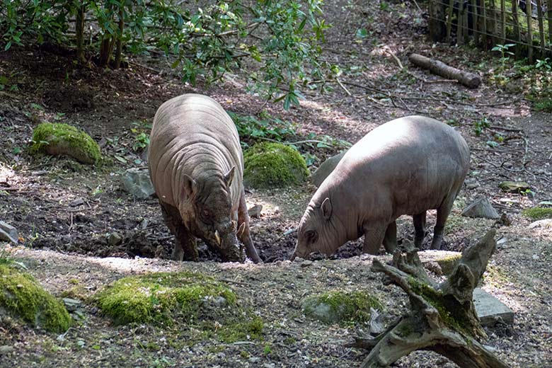 Männlicher Hirscheber MASAMBA (auch MANNI genannt) und weiblicher Hirscheber FRANZI am 30. Mai 2023 auf der unteren Außenanlage im Grünen Zoo Wuppertal