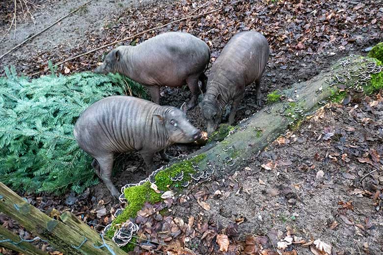 Weiblicher Hirscheber "Yala" und die beiden Hirscheber-Jungtiere "Kalia" und "Kendara" am 18. Dezember 2024 auf der oberen Außenanlage im Grünen Zoo Wuppertal