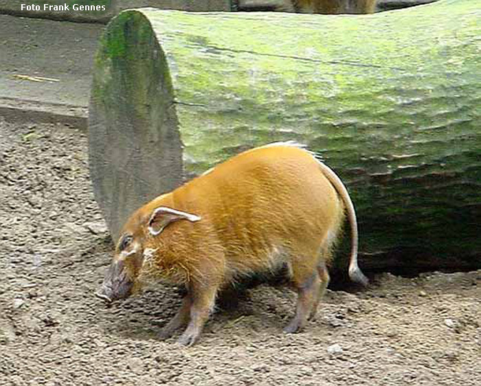 Pinselohrschwein im Wuppertaler Zoo im Juni 2004 (Foto Frank Gennes)
