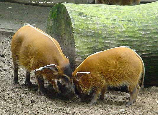 Pinselohrschweine im Zoologischen Garten Wuppertal im Juni 2004 (Foto Frank Gennes)