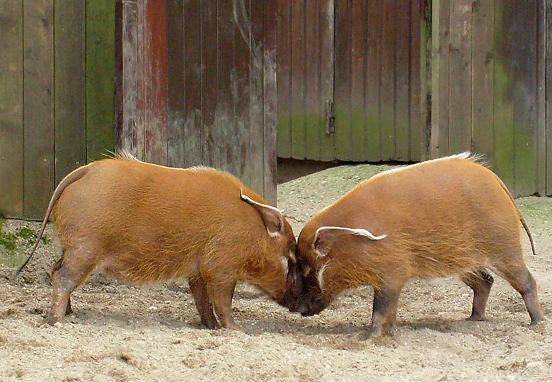 Pinselohrschweine im Zoologischen Garten Wuppertal im April 2008