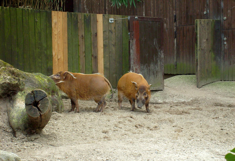 Pinselohrschweine im Wuppertaler Zoo im April 2008
