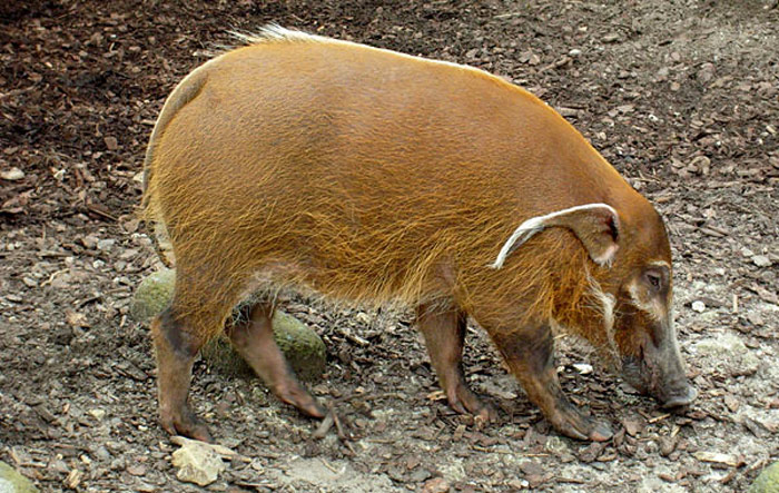 Pinselohrschwein im Wuppertaler Zoo im April 2008
