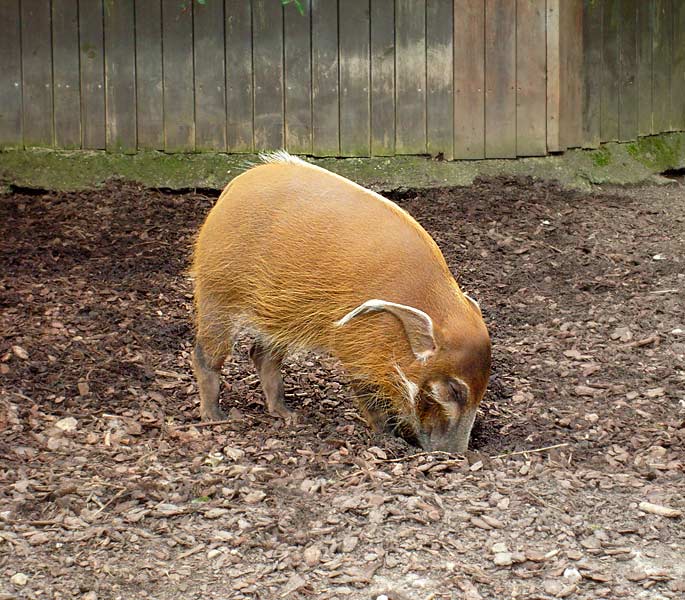 Pinselohrschwein im Zoologischen Garten Wuppertal im April 2008