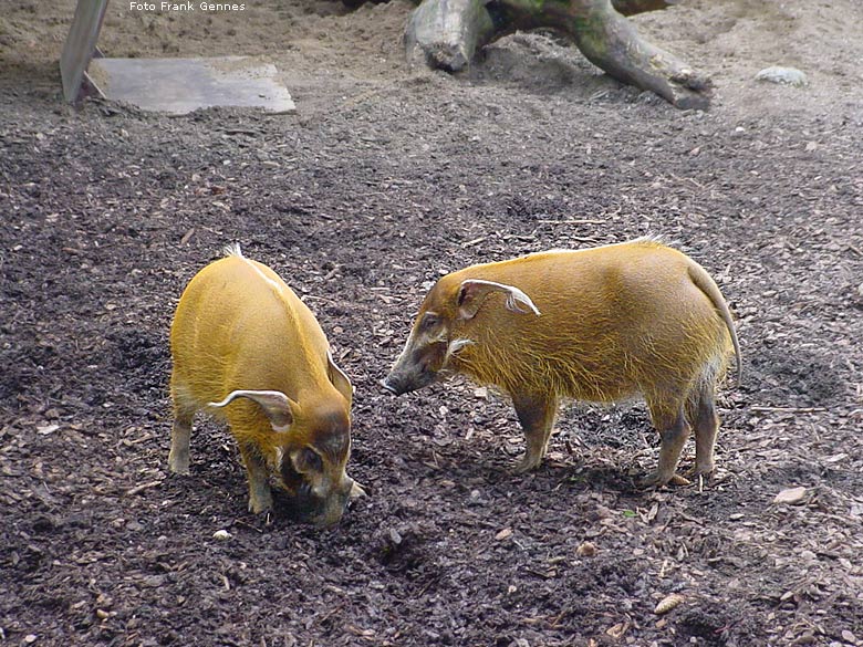 Pinselohrschweine im Zoo Wuppertal im Mai 2008 (Foto Frank Gennes)