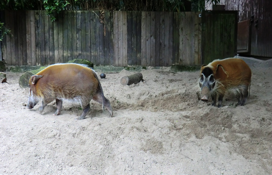 Pinselohrschweine im Wuppertaler Zoo im Juni 2014