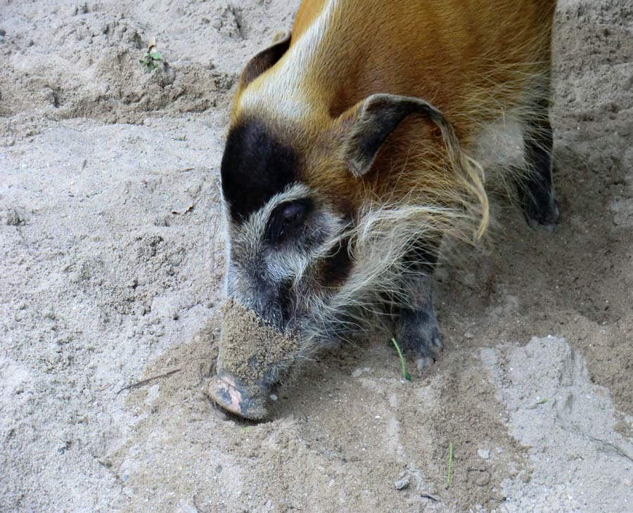 Pinselohrschwein im Zoologischen Garten Wuppertal im Juni 2014