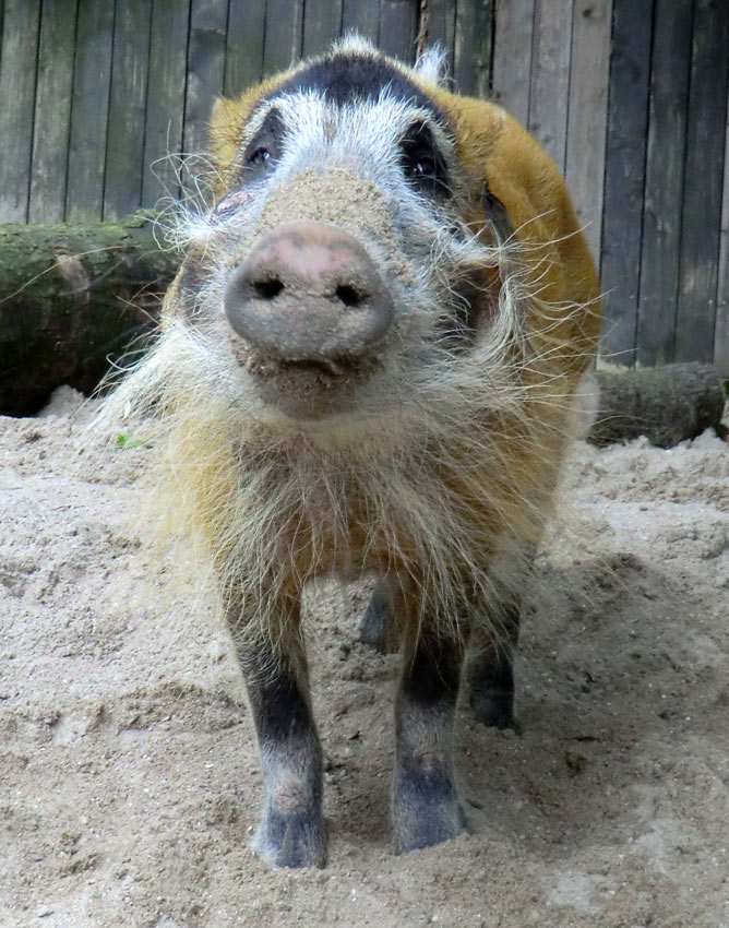 Pinselohrschwein im Zoologischen Garten Wuppertal im Juni 2014