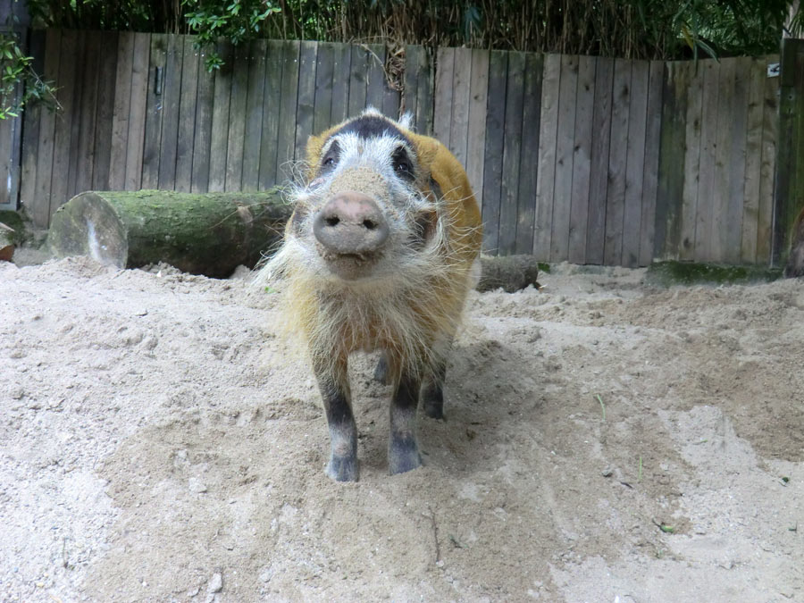 Pinselohrschwein im Zoo Wuppertal im Juni 2014
