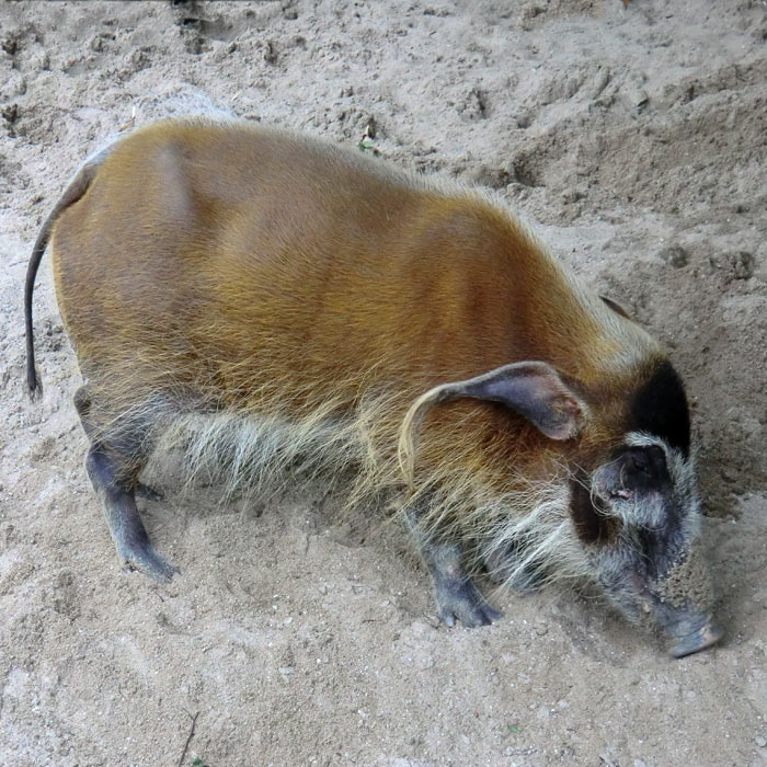 Pinselohrschwein im Wuppertaler Zoo im Juni 2014