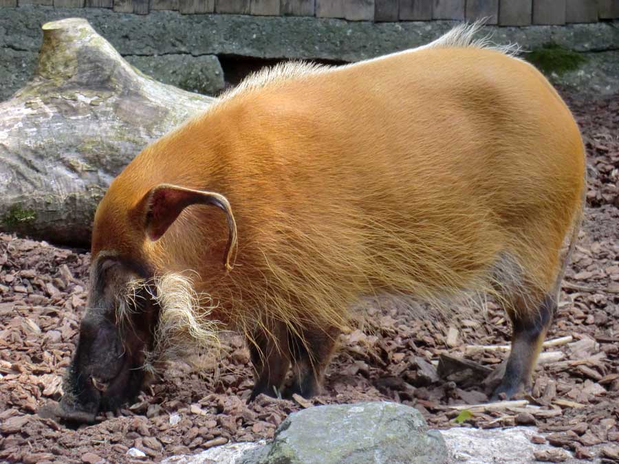 Pinselohrschwein im Zoologischen Garten Wuppertal im Juli 2014