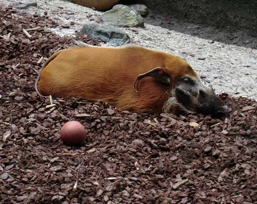Pinselohrschwein im Zoo Wuppertal im Juli 2014