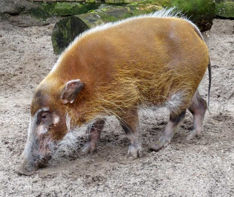 Pinselohrschwein im März 2016 im Zoologischen Garten der Stadt Wuppertal
