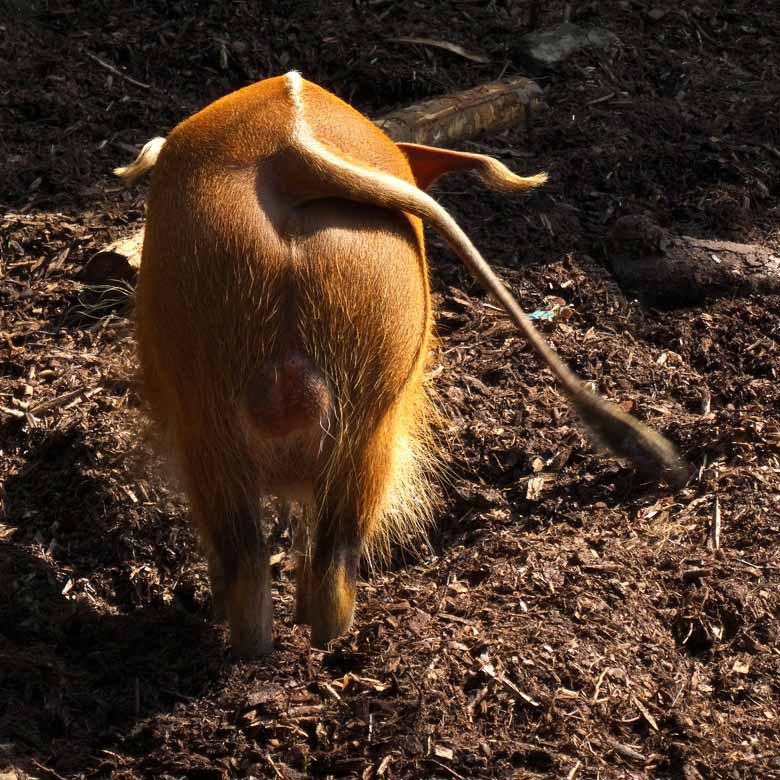 Pinsel-Ohr-Schwein am 20. Mai 2017 im Wuppertaler Zoo