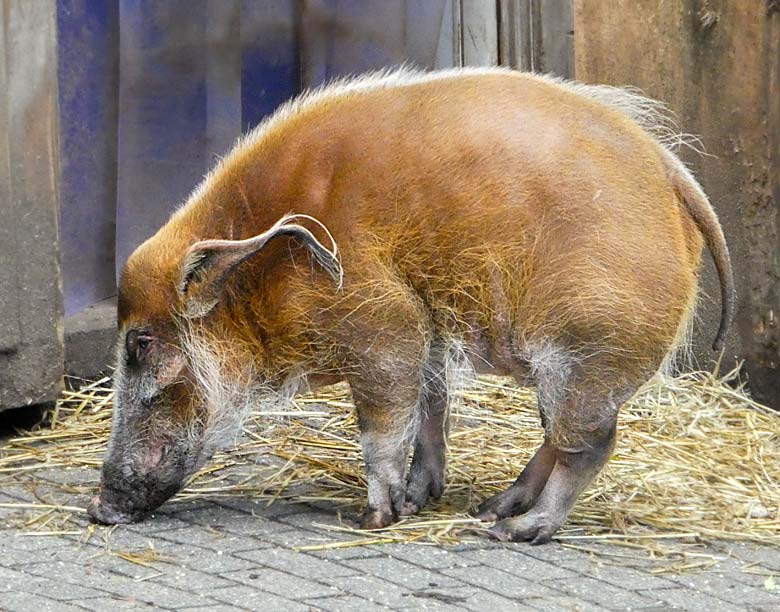 Humpelnder Pinselohrschwein-Eber am 27. Januar 2018 auf der Außenanlage im Wuppertaler Zoo