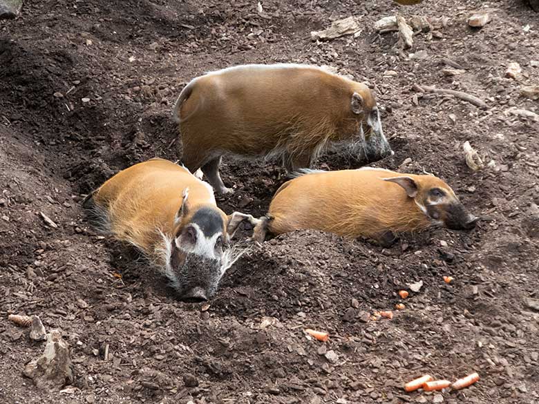 Pinselohrschweine am 25. Juni 2019 auf der Außenanlage im Wuppertaler Zoo