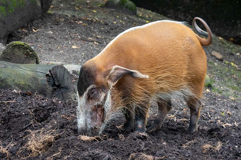 Pinselohrschwein am 27. September 2020 auf der Außenanlage im Zoologischen Garten Wuppertal