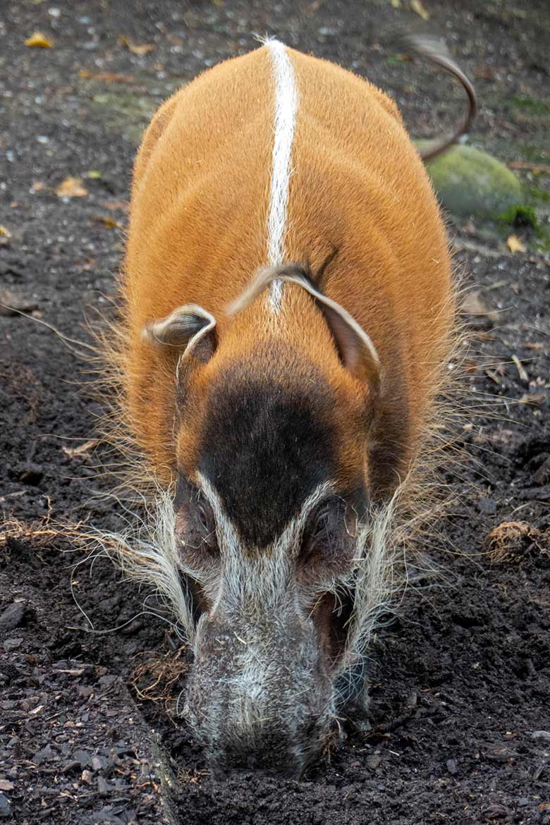 Pinselohrschwein am 27. September 2020 auf der Außenanlage im Wuppertaler Zoo
