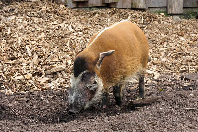 Pinselohrschwein am 17. April 2021 auf der unteren Außenanlage im Wuppertaler Zoo
