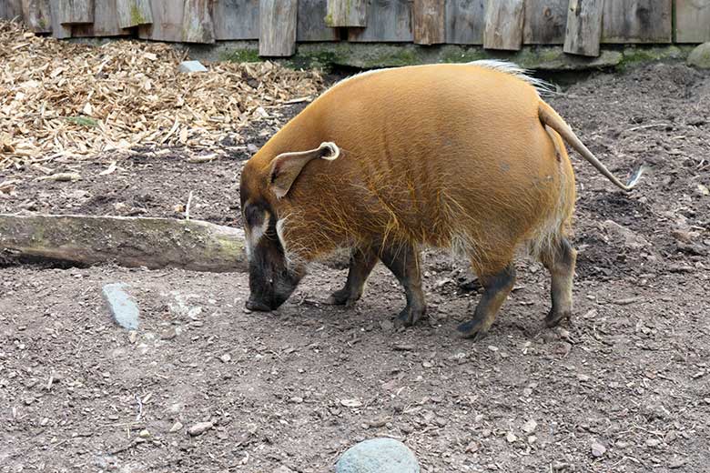 Pinselohrschwein am 18. April 2021 auf der unteren Außenanlage im Zoologischen Garten der Stadt Wuppertal
