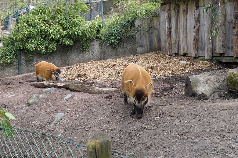 Pinselohrschweine am 18. April 2021 auf der unteren Außenanlage im Grünen Zoo Wuppertal
