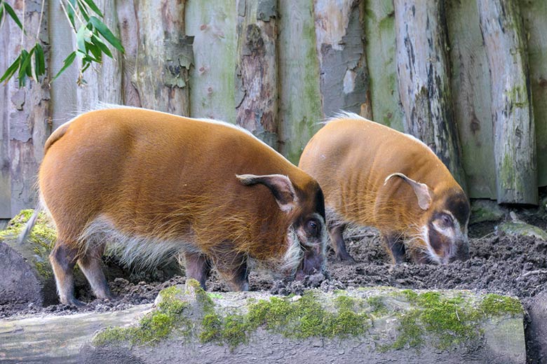 Pinselohrschweine am 21. Mai 2021 auf der Außenanlage im Grünen Zoo Wuppertal